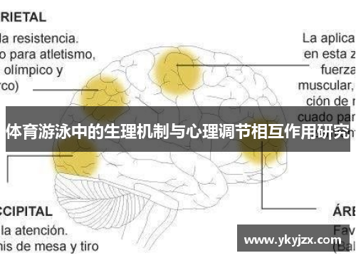体育游泳中的生理机制与心理调节相互作用研究